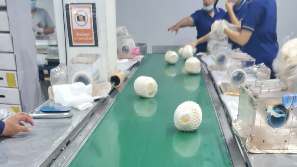 태국 Fresh Young Coconut - Thailand-Fresh-Young-Coconut-102835.jpg