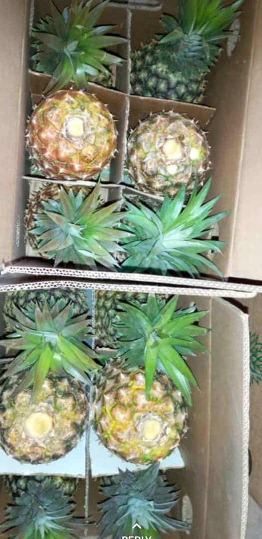 우간다 Fresh MD2 Pineapple - WhatsApp_Image_2021-03-08_at_15.14.56_1.jpeg