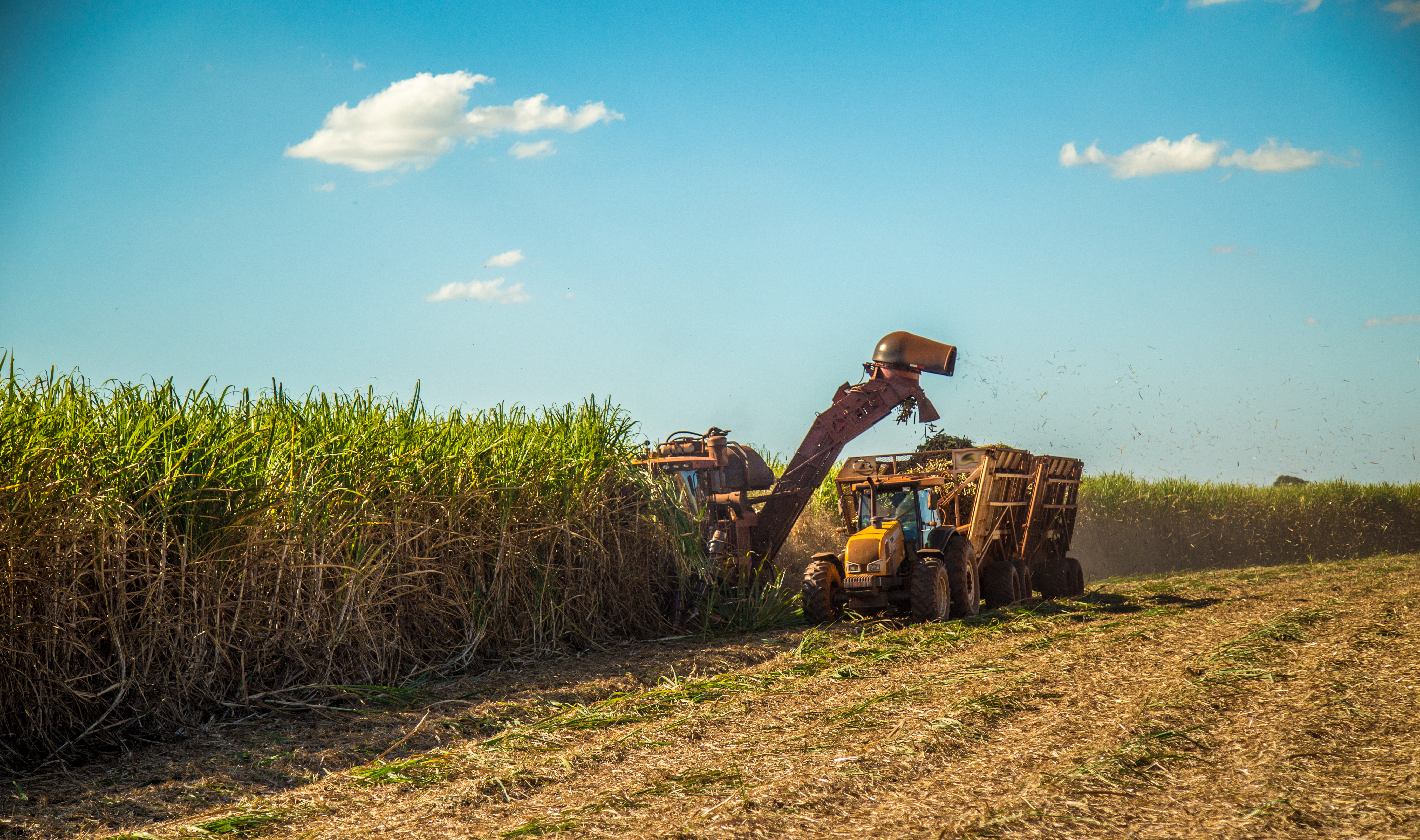 이집트 Raw Sugar - shutterstock_1083651095.jpg