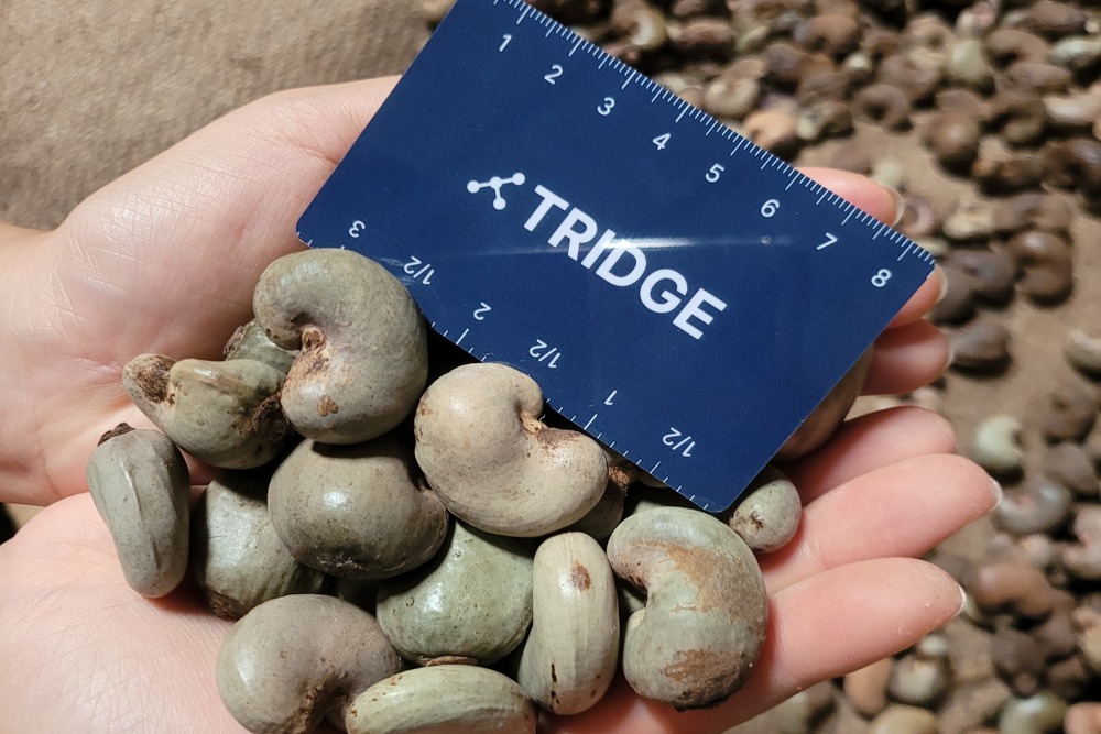 탄자니아 Raw Cashew Nut - 1.jpg