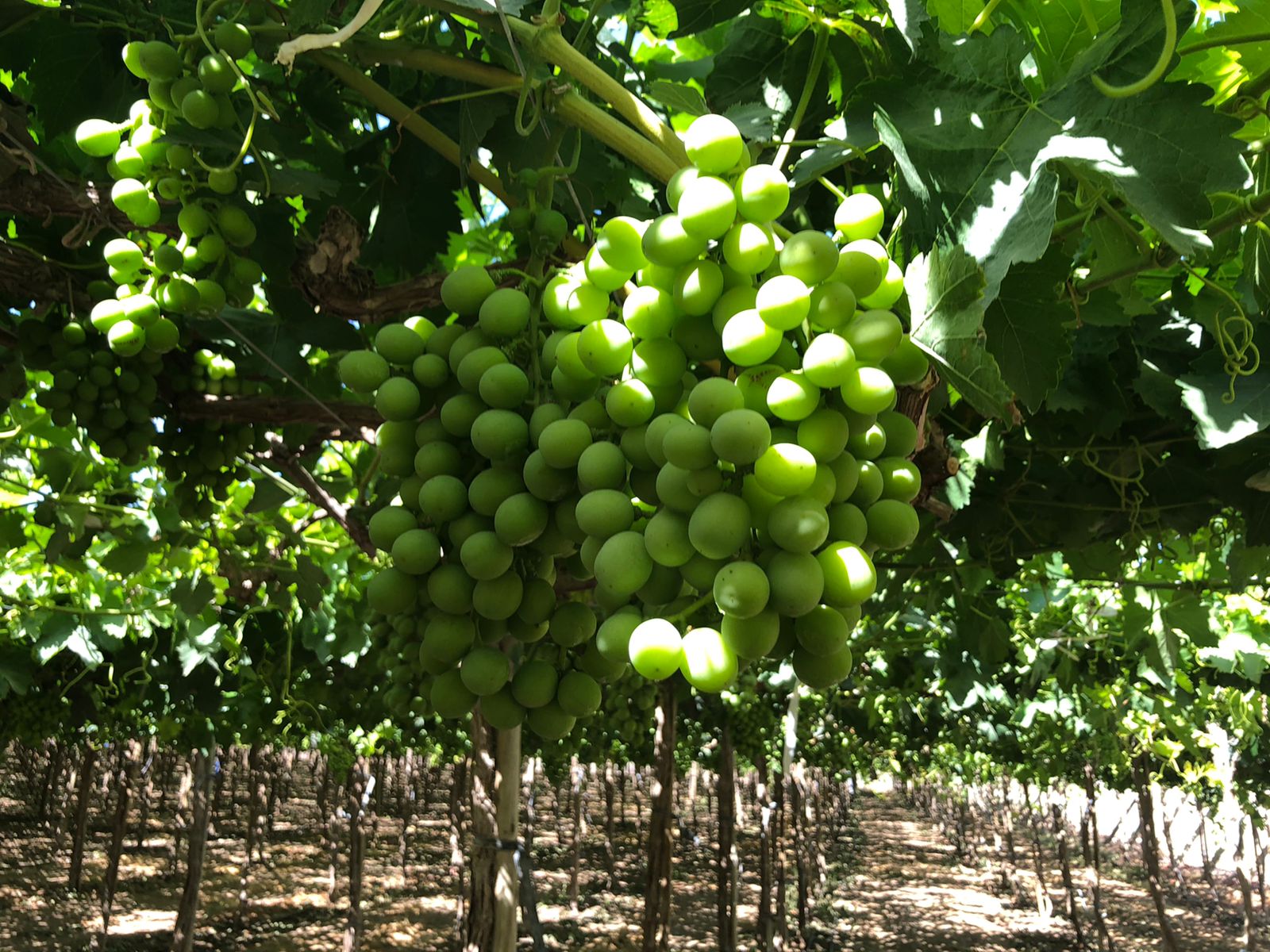 Peru Fresh Table Grape - WhatsApp_Image_2021-08-19_at_10.35.05_2.jpeg