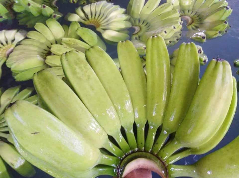 Philippines Fresh Plantain - WhatsApp_Image_2021-05-01_at_10.35.58_AM.jpeg