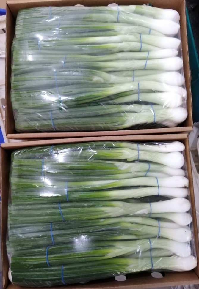 Egypt Fresh Spring Onion - WhatsApp_Image_2021-08-19_at_4.42.28_PM_Edit.jpg