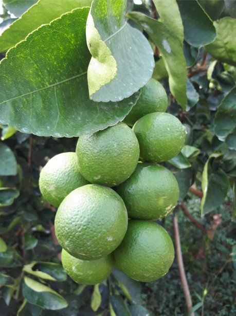 베트남 Fresh Common Lime - 1-1652932253.jpeg