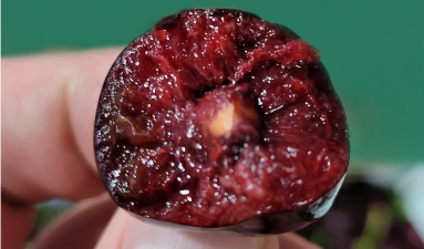 캐나다 Fresh Sweet Cherry - 1.PNG