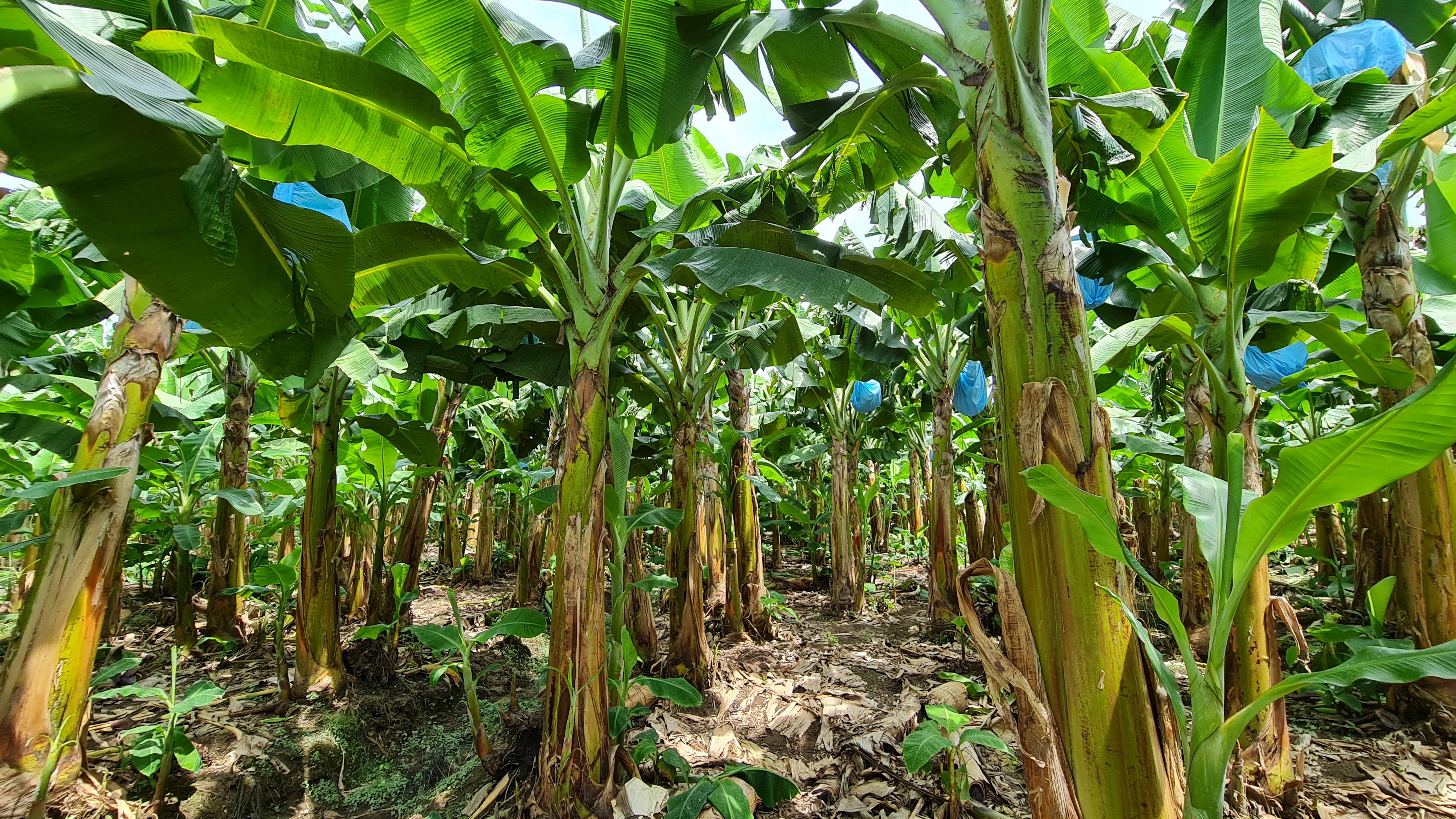 Guatemala Fresh Plantain - Guatemala-Plantain-168947.jpg