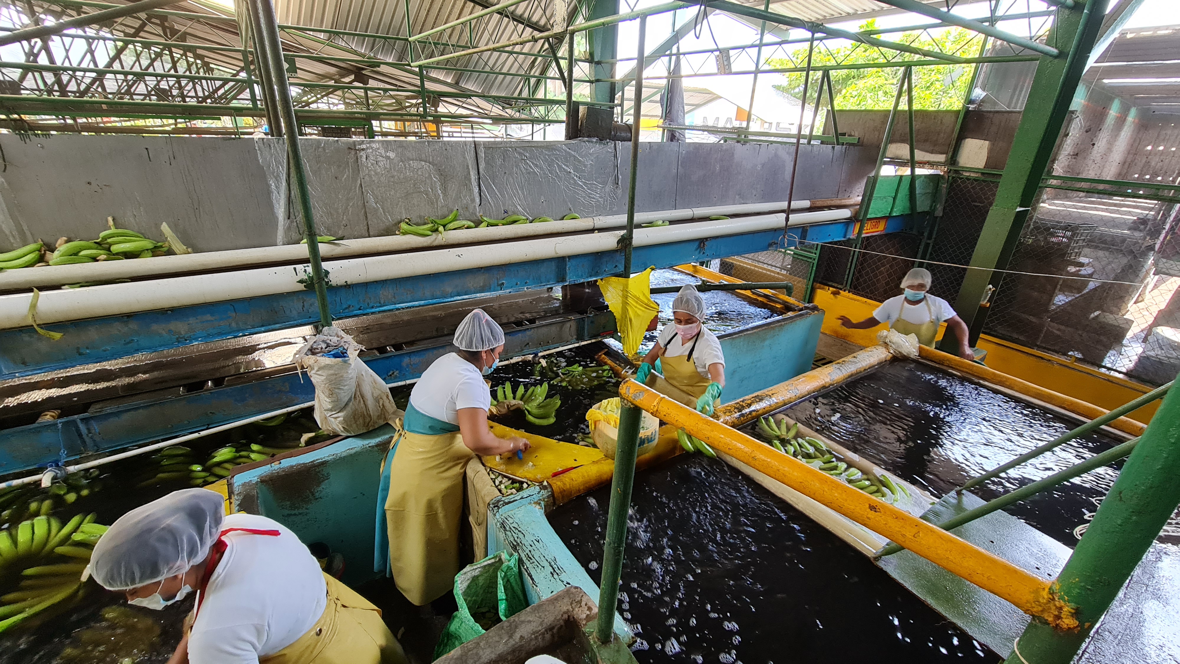과테말라 Fresh Banana - 20210708_120152.jpg