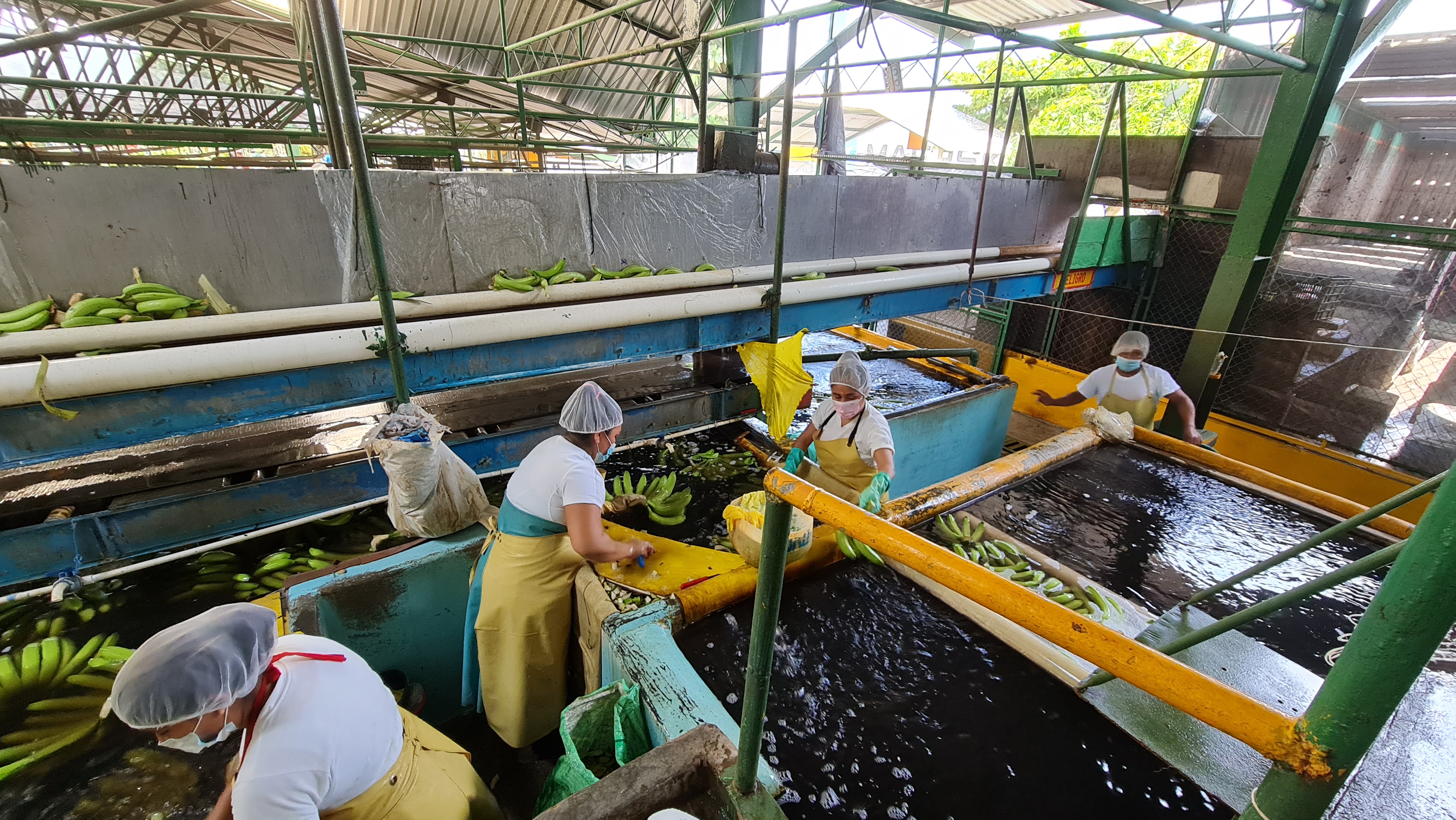 Guatemala Fresh Banana - 20210708_120152.jpg