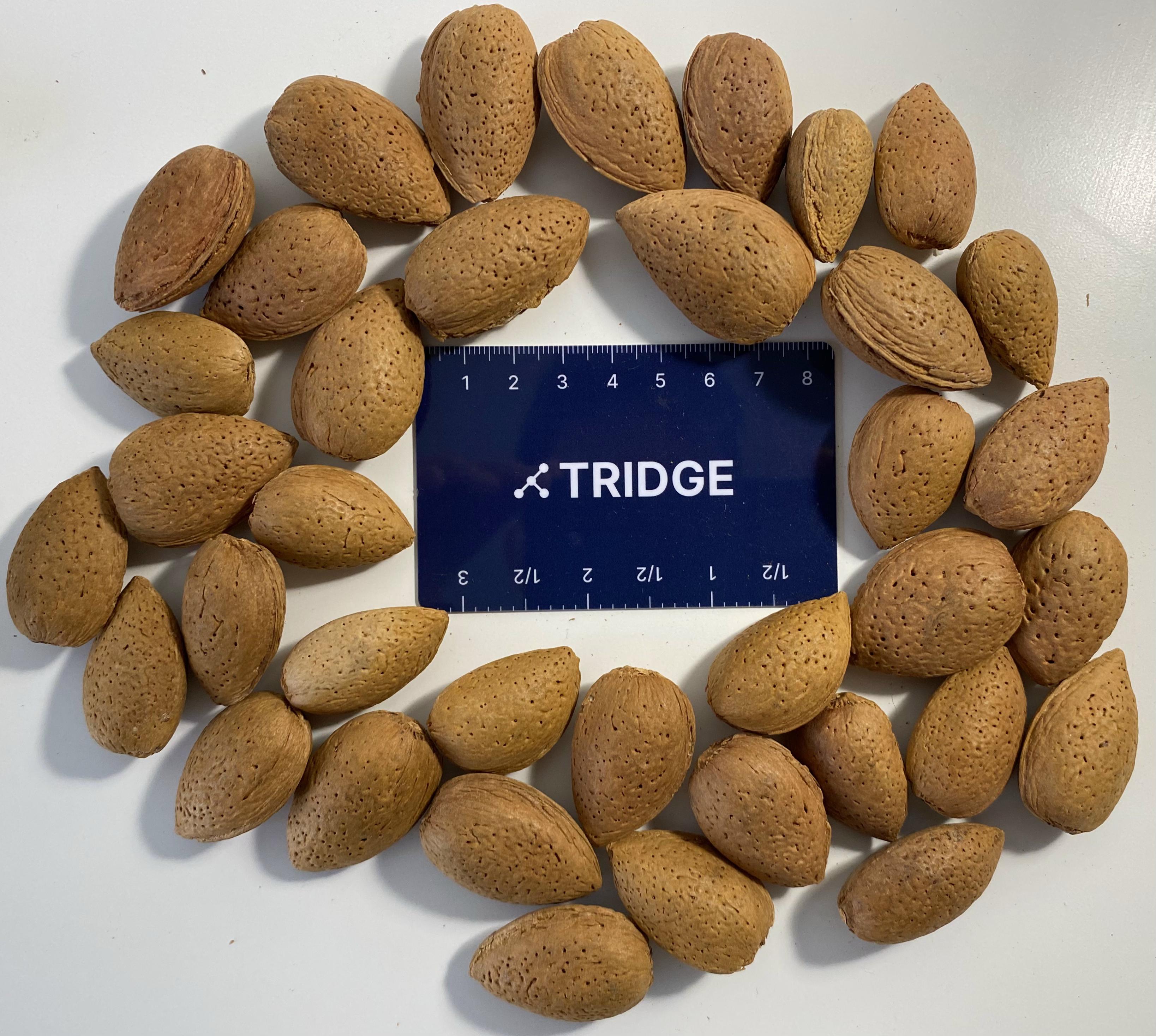 Spain Almond Kernel - Spain-Almond-Kernel-415366.jpg