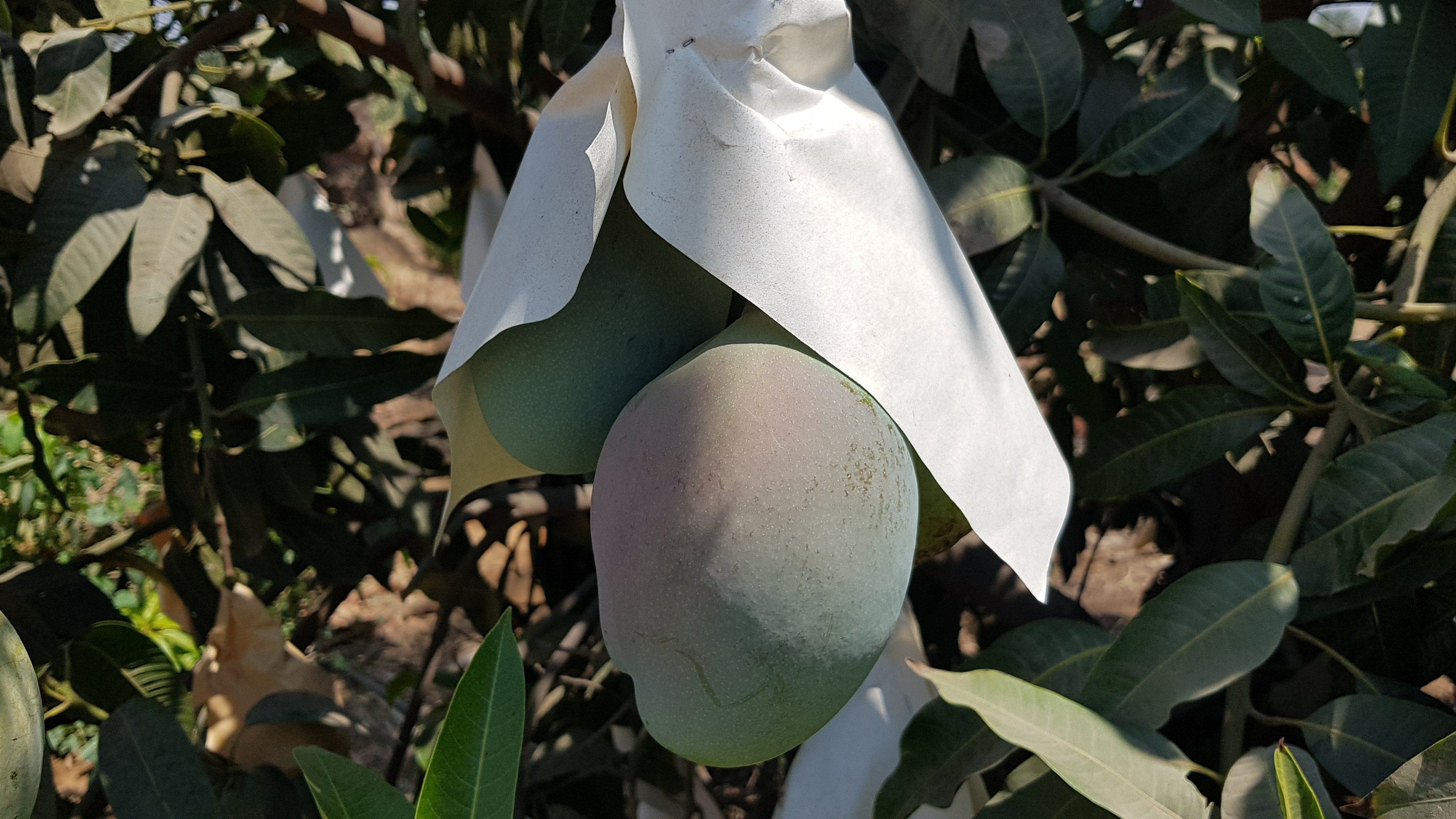 이집트 Fresh Mango - Egypt_-_Fresh_Mango113.jpg