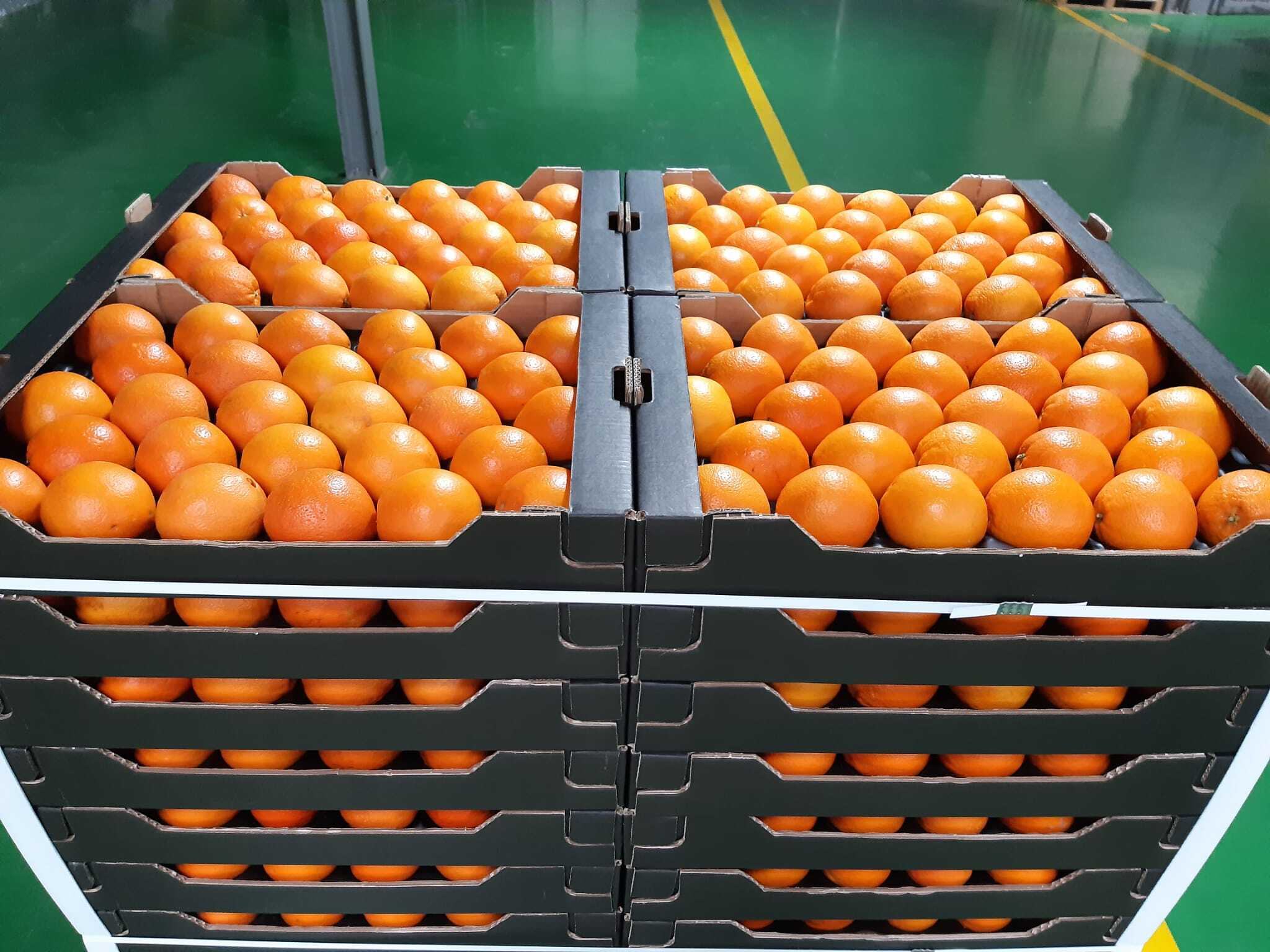 Spain Fresh Orange - d7581fa4-e6d8-4c2a-a46a-2aaf47066172.JPG