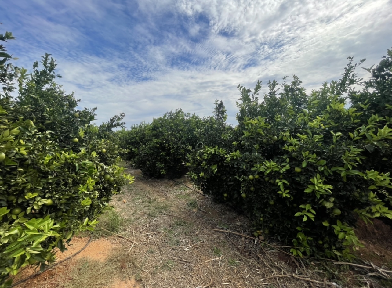 Spain Fresh Orange - IMG_8816.jpg