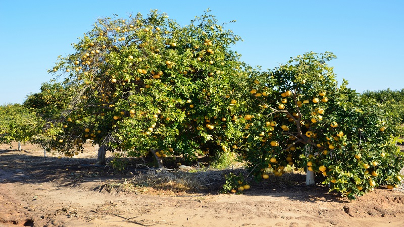 이스라엘 Fresh Grapefruit - IL_Grapefruit_Plantation1.jpg