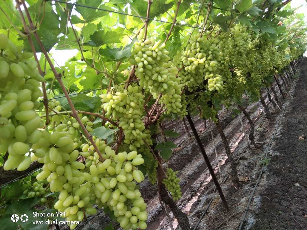 India Fresh Table Grape - IMG-20211108-WA0026.jpg