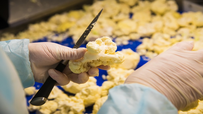 중국 Frozen Cauliflower - CN_Cauliflower_processing3.jpg