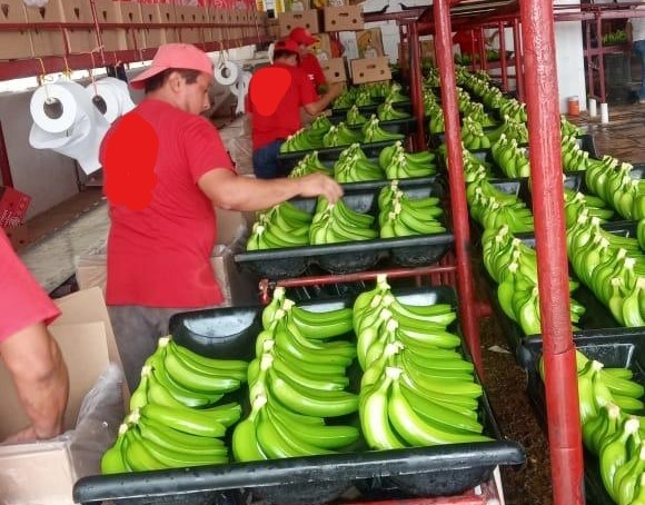 멕시코 Fresh Banana - 4.jpg