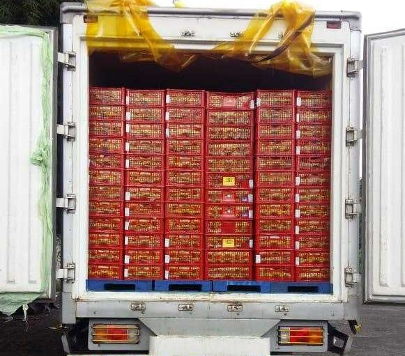 인도네시아 Fresh Mangosteen - Indonesia-Mangosteen-483891_2.jpg