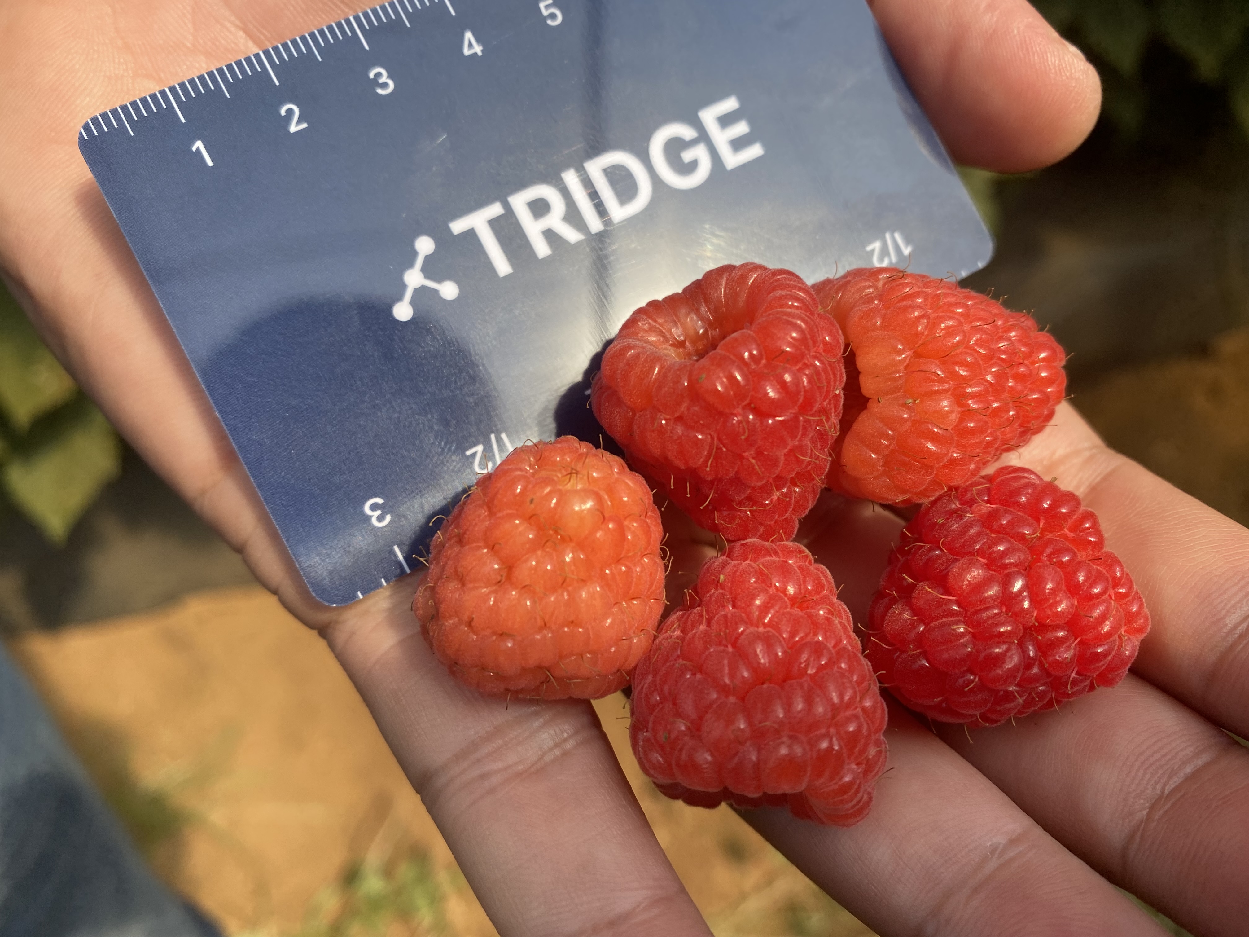 Morocco Fresh Raspberry - Morocco-Fresh-Raspberry-132076.JPG