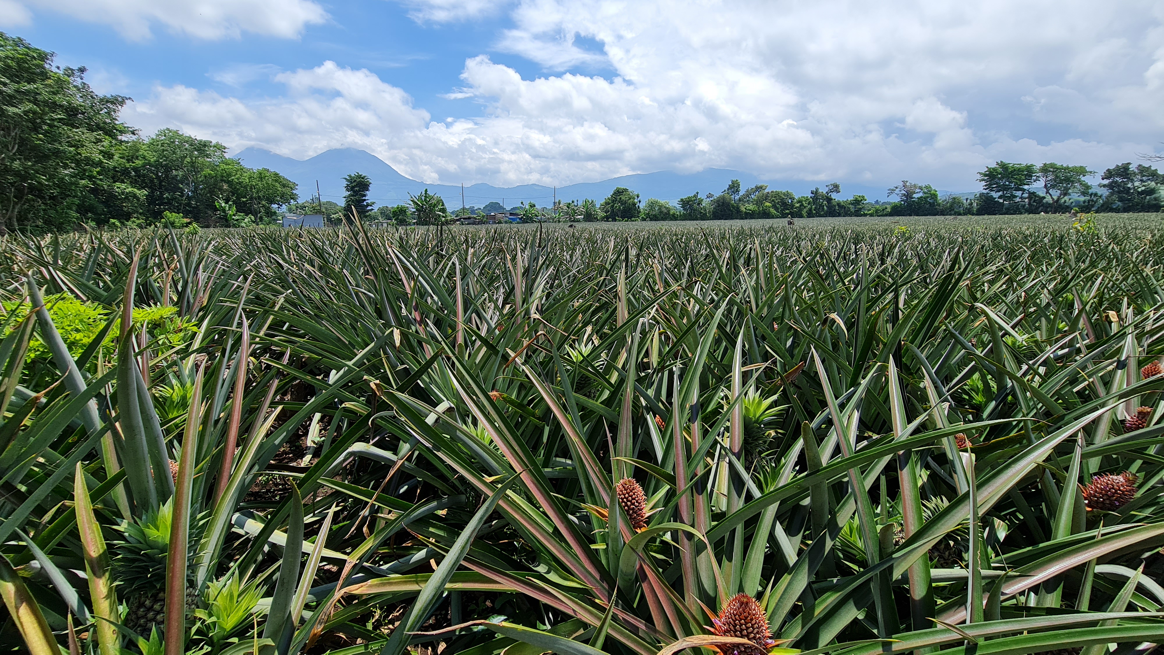 과테말라 Fresh MD2 Pineapple - 20210608_123339.jpg