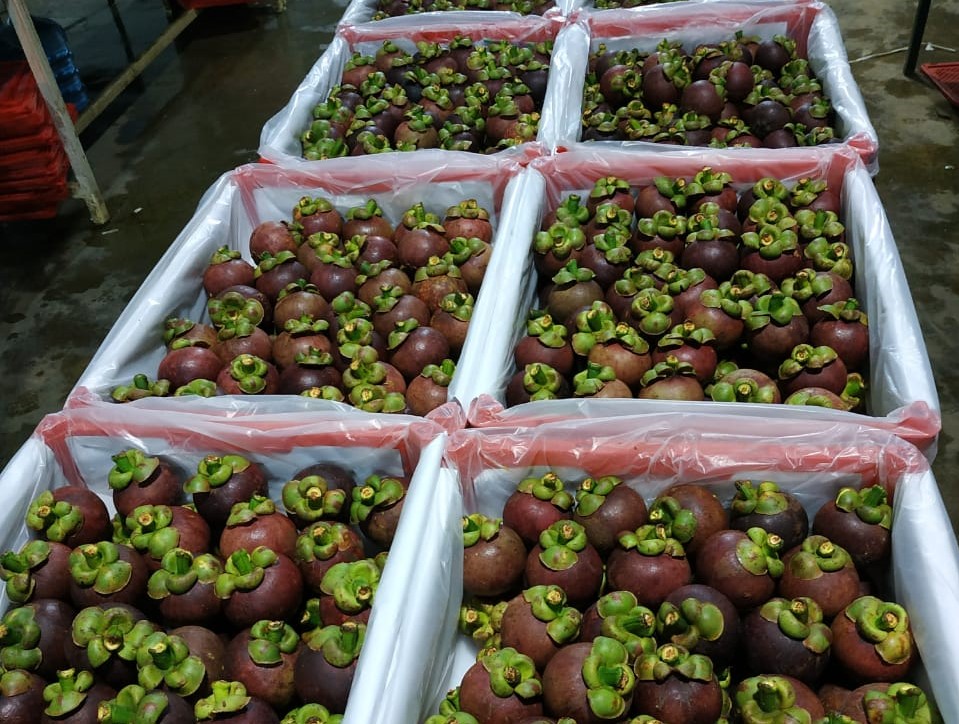 인도네시아 Fresh Mangosteen - Indonesia-Mangosteen-658680_2.jpeg