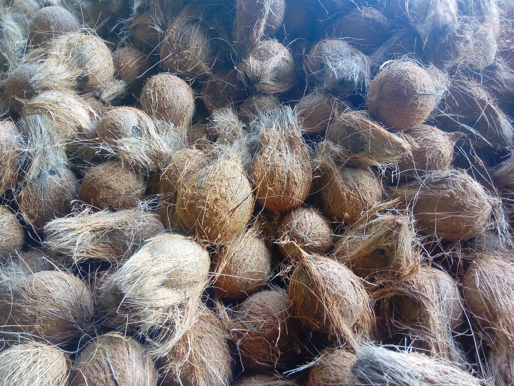 인도 Fresh Mature Coconut - Matured__coconut.jpg