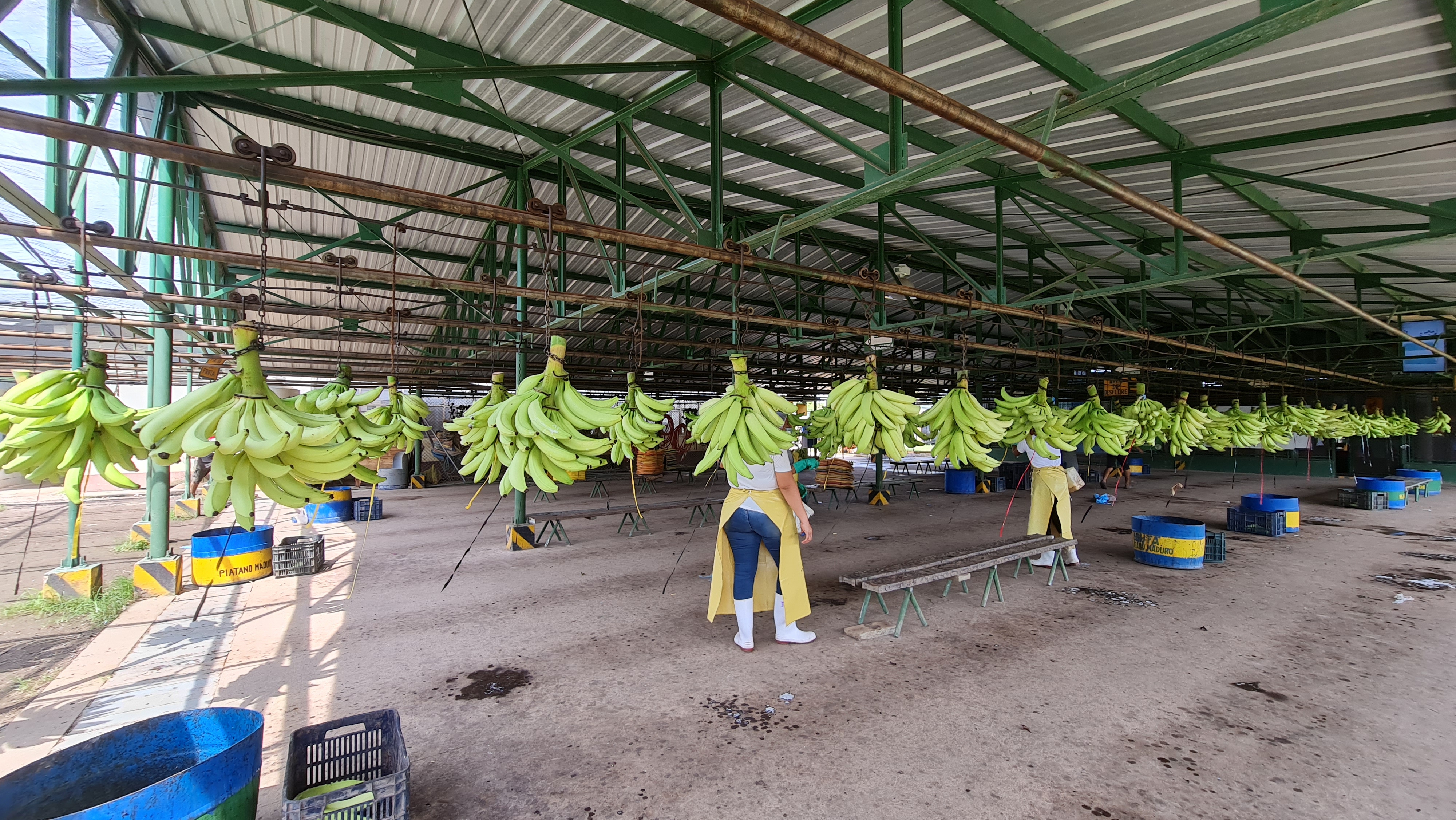 Guatemala Fresh Plantain - 20210708_095617.jpg