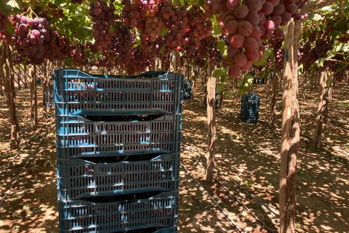 페루 Fresh Table Grape - 15F.jpg