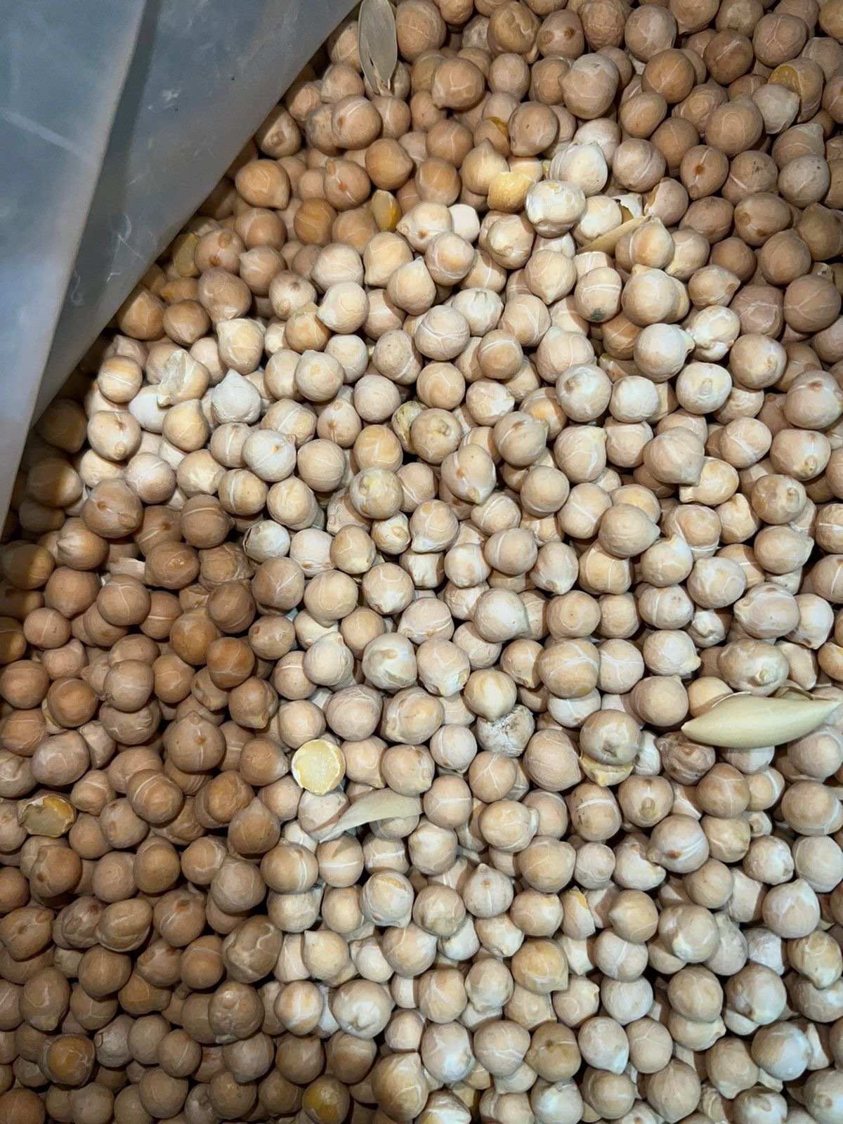 러시아 Dried Chickpea - PHOTO-2023-05-31-14-18-06.jpg