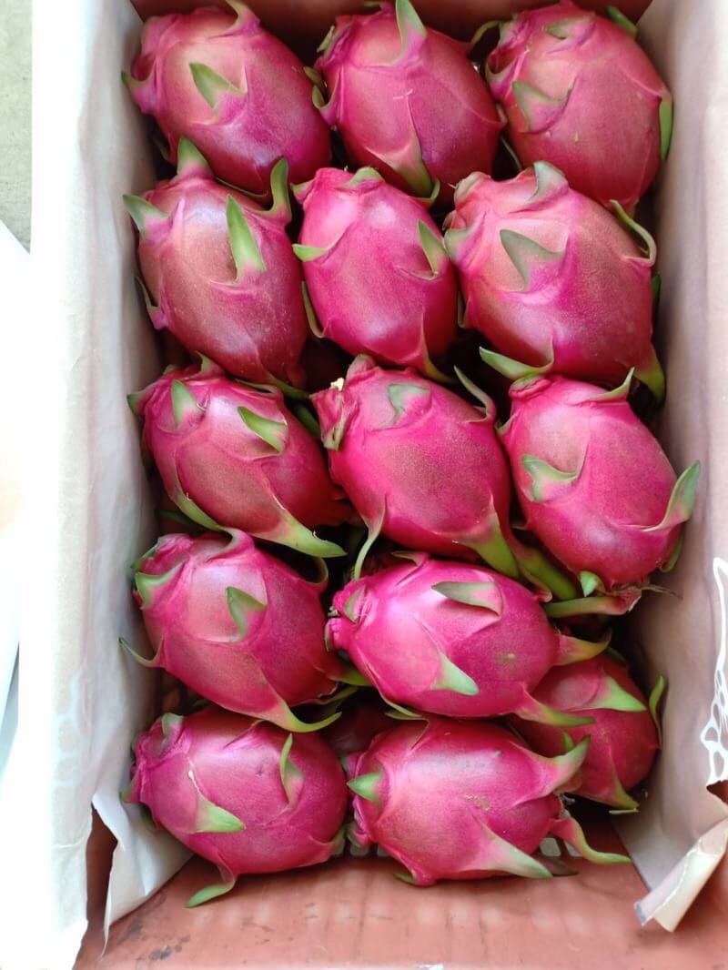 태국 Fresh Dragon Fruit - Thailand-Dragon-Fruit-198427.jpeg