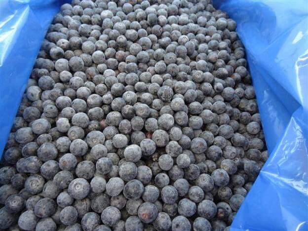 페루 Frozen Blueberry - fb_pic1.jpg