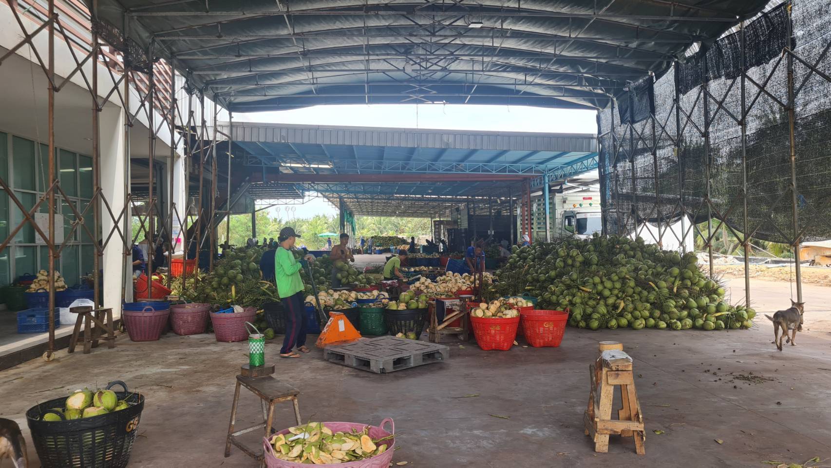 태국 Fresh Young Coconut - 861693.jpg