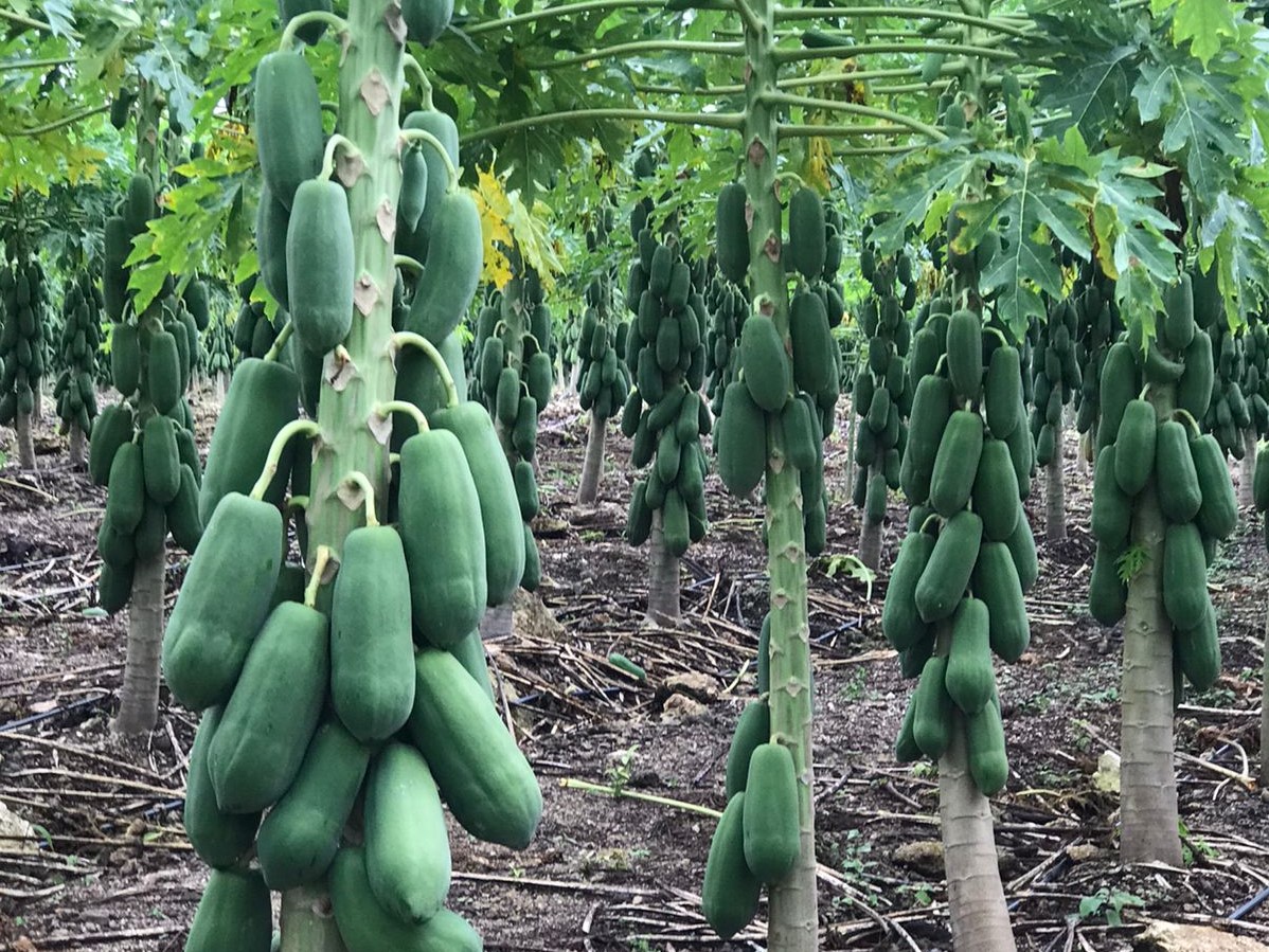 멕시코 Fresh Papaya - MEX_Papaya_4_-_%EB%B3%B5%EC%82%AC%EB%B3%B8.jpeg