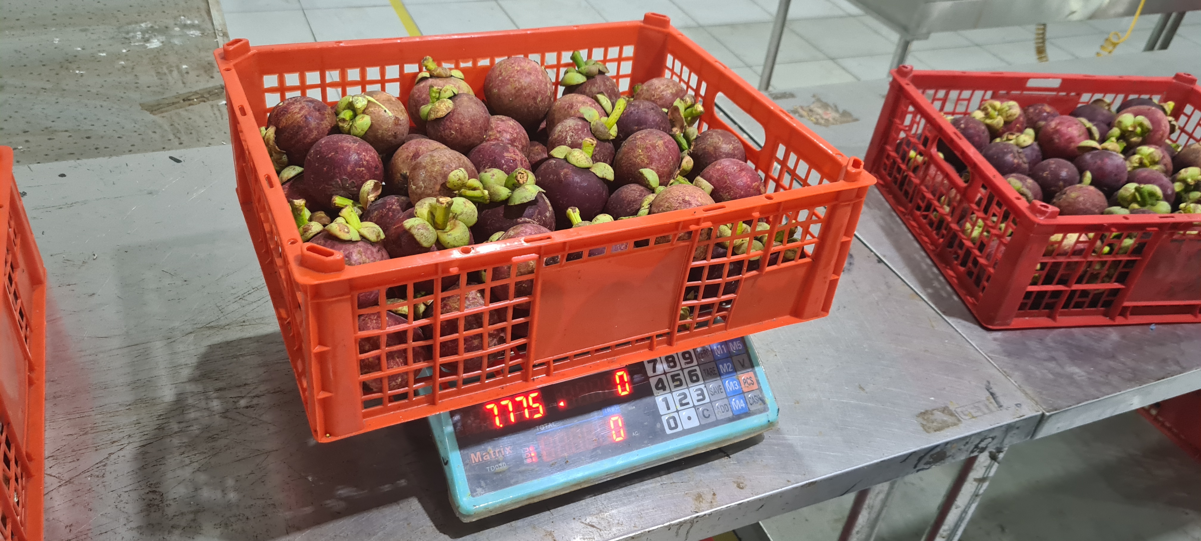 인도네시아 Fresh Mangosteen - Indonesia-Fresh-Mangosteen-689709.jpg
