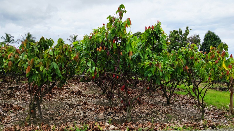 카메룬 Cocoa Bean - CN_CocoaButter_plantation1.jpg