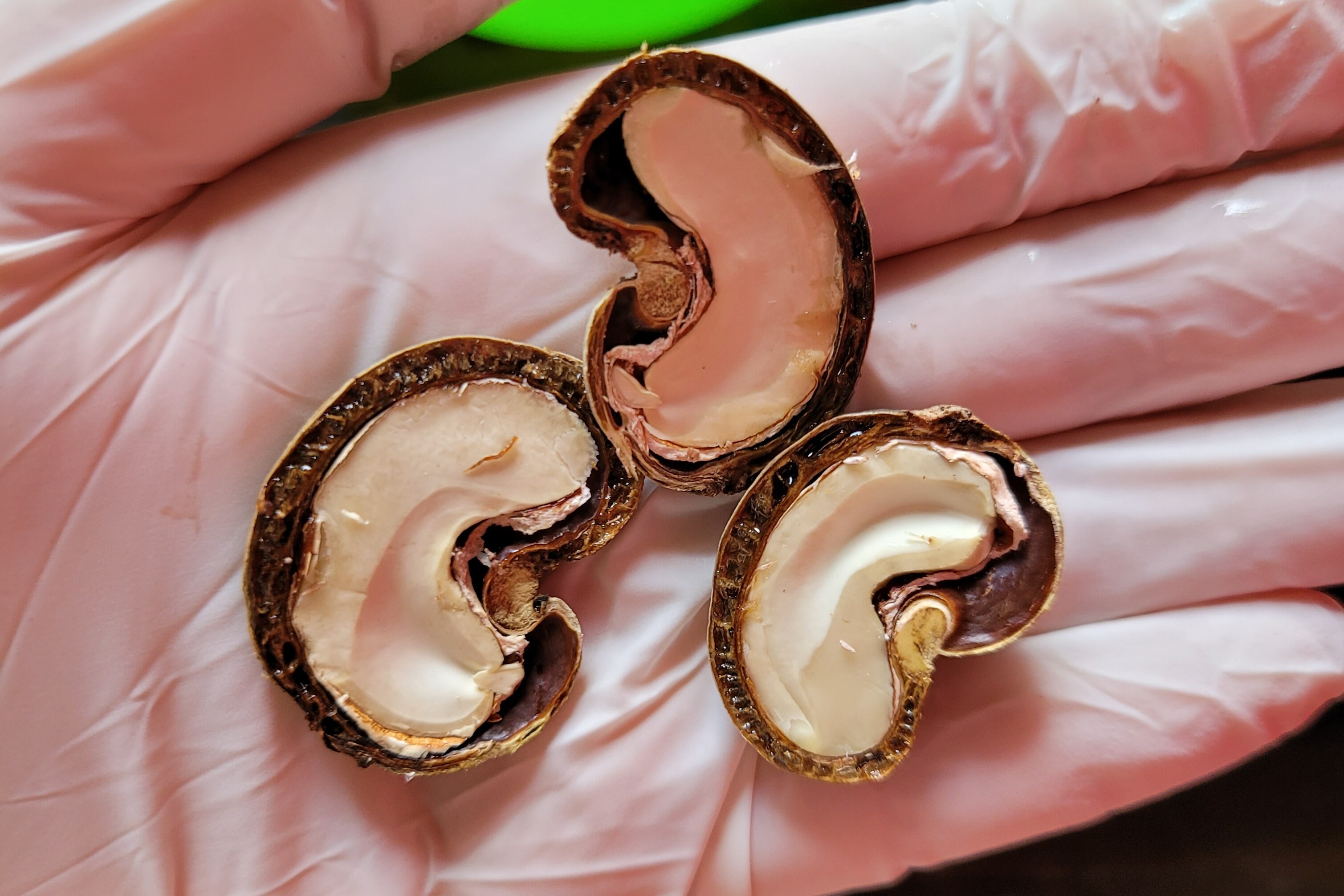 탄자니아 Raw Cashew Nut - 5.jpg