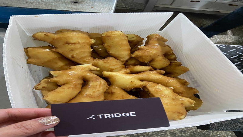 중국 Whole Common Ginger - China_ginger_verified1.jpg
