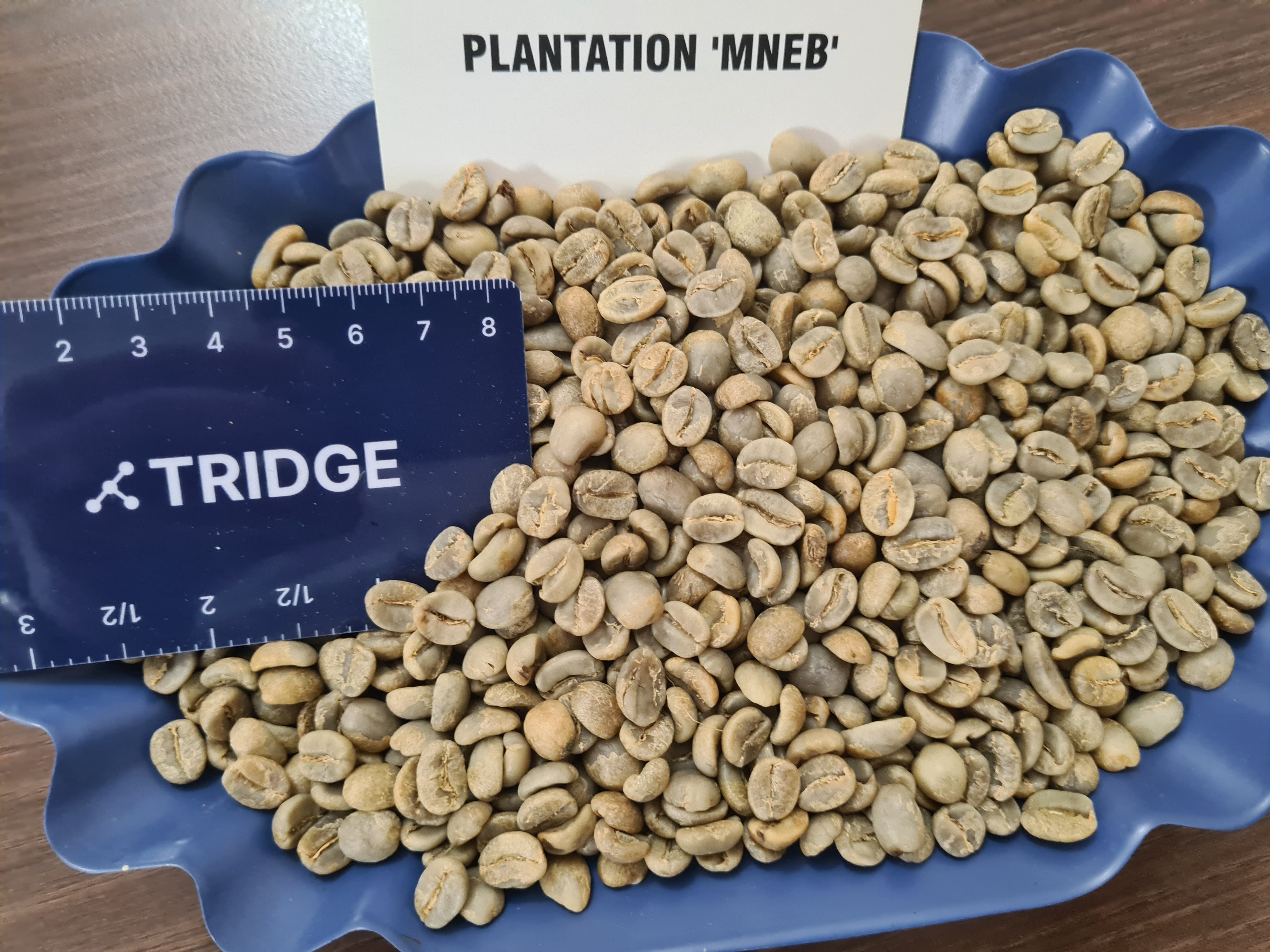 인도 Raw Common Coffee Bean - Arabica_Plantation_MNEB.jpg