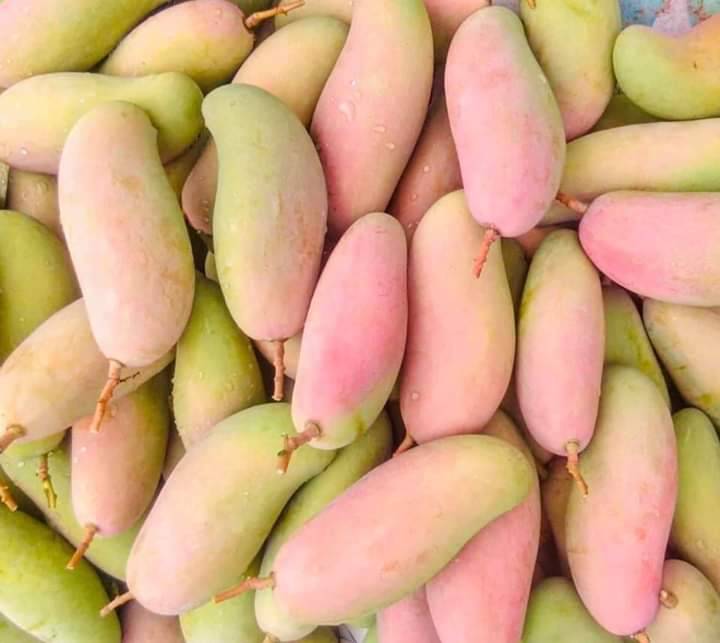 Thailand Fresh Mango - Mahachanok_-_unripe_1.jpg