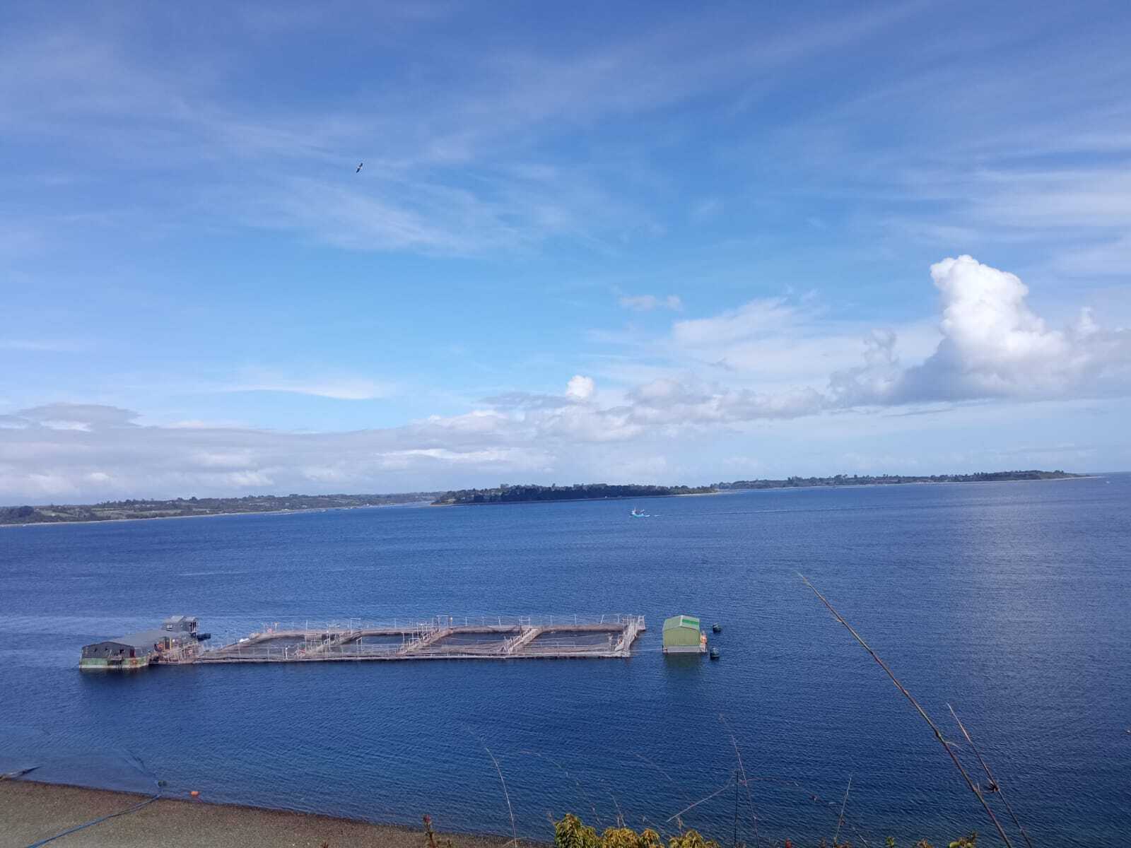 Chile Whole Frozen Coho Salmon - WhatsApp_Image_2021-12-01_at_16.56.02.jpeg