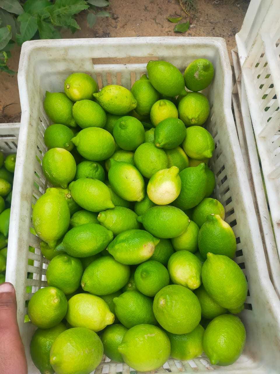 이집트 Fresh Lemon - Egypt-Fresh-Lemon-259361.jpg