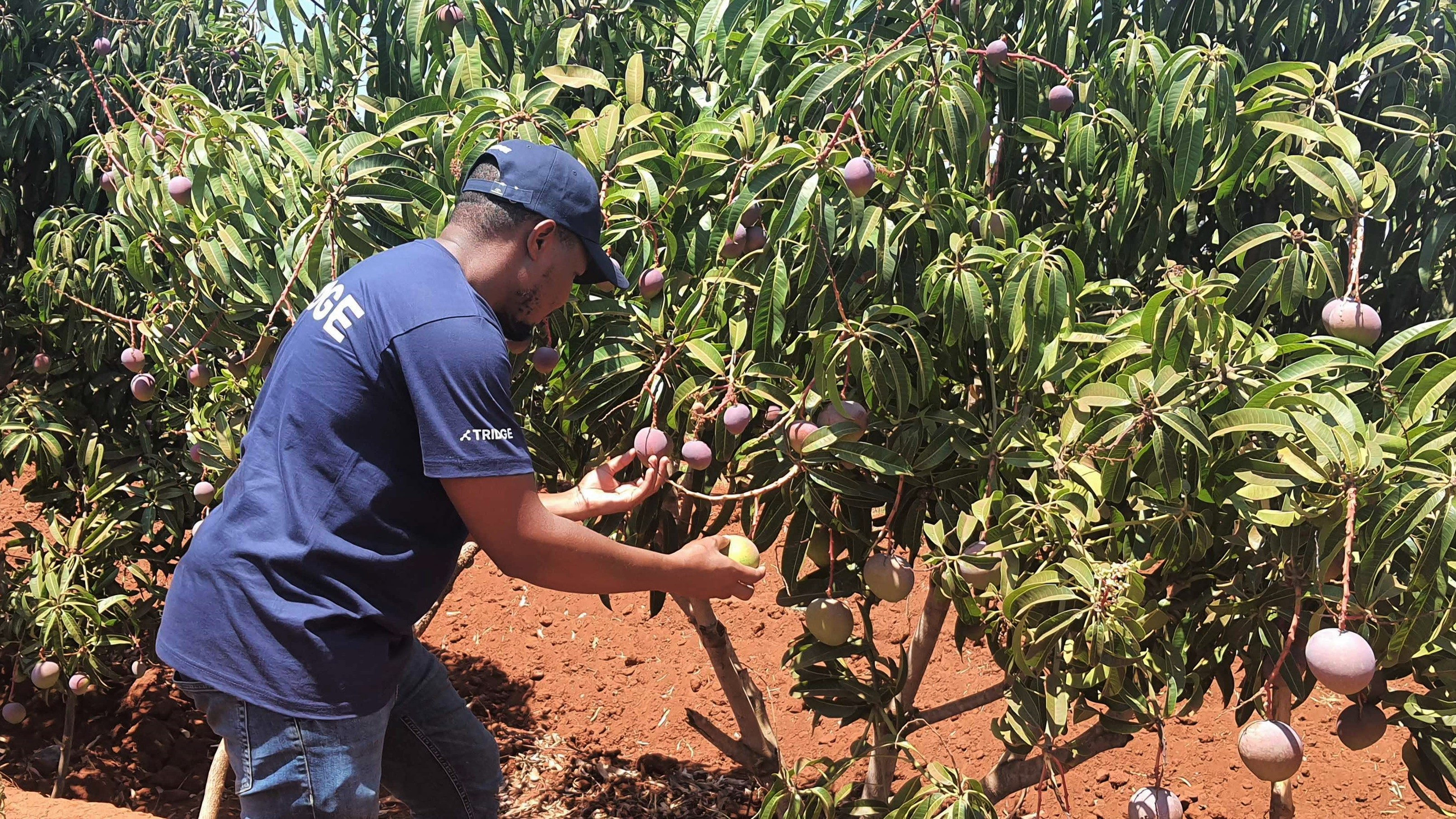 Kenya Fresh Mango - Kenya_mango8.jpg