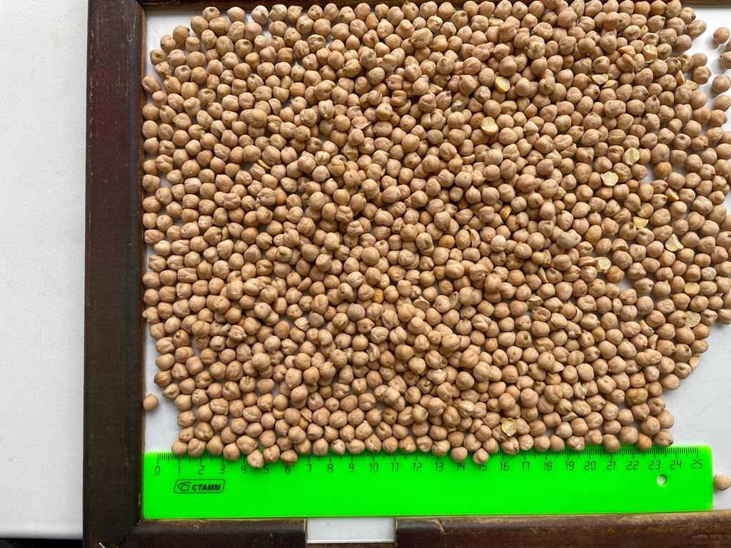 러시아 Dried Chickpea - PHOTO-2023-03-09-13-07-10.jpg