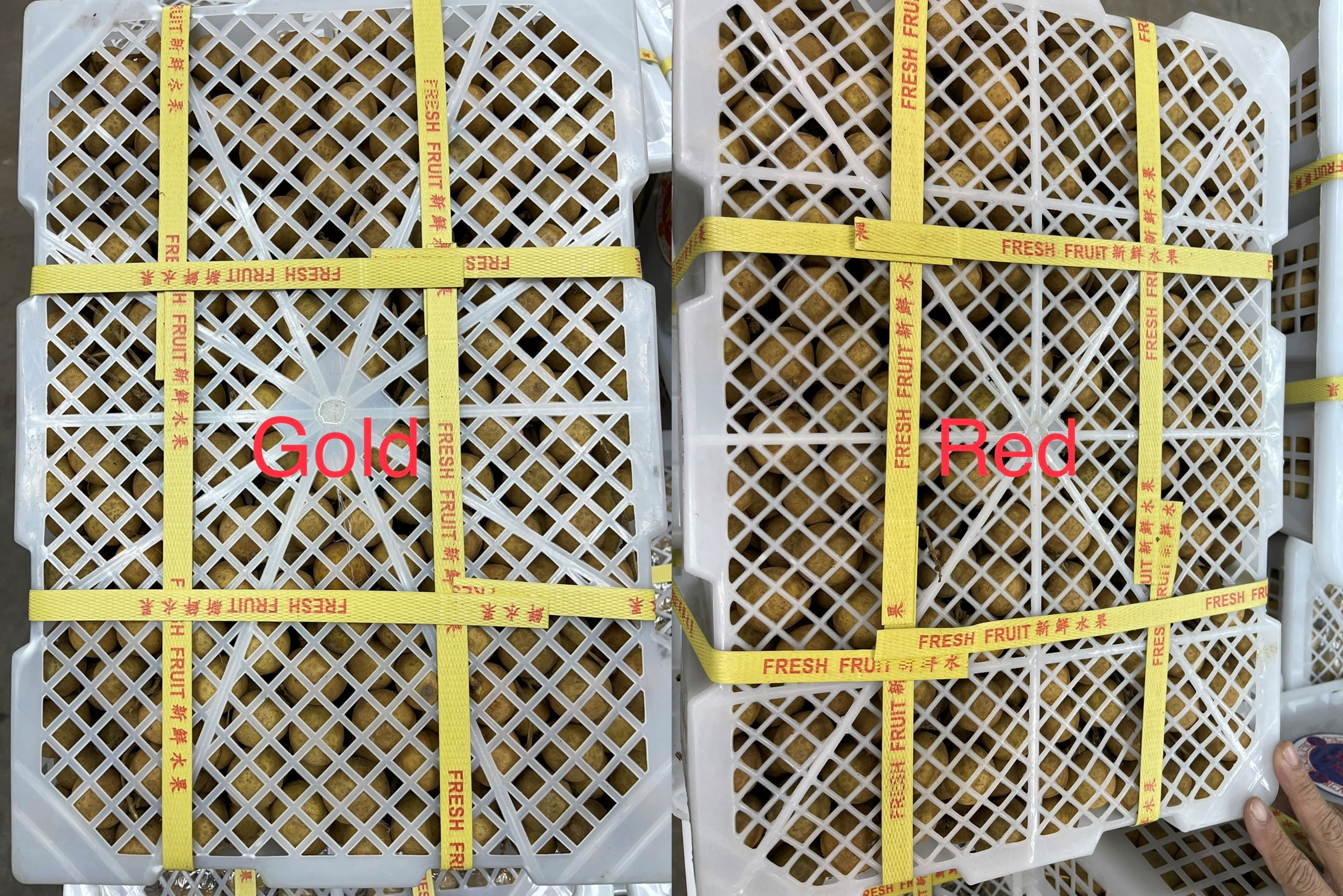 태국 Fresh Longan - %EA%B7%B8%EB%A6%BC5.png