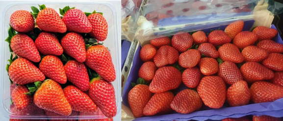 스페인 Fresh Strawberry - Spain-Fresh-Strawberry-678790.png