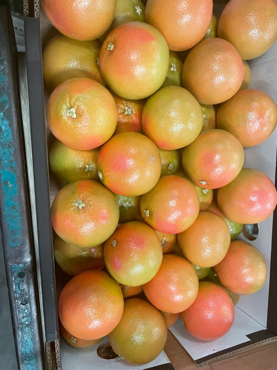 Egypt Fresh Grapefruit - Egypt-Fresh-Grapefruit-304239.jpeg
