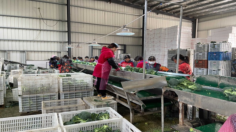 중국 Fresh Headed Broccoli - CN_Broccoli_processing3.jpg