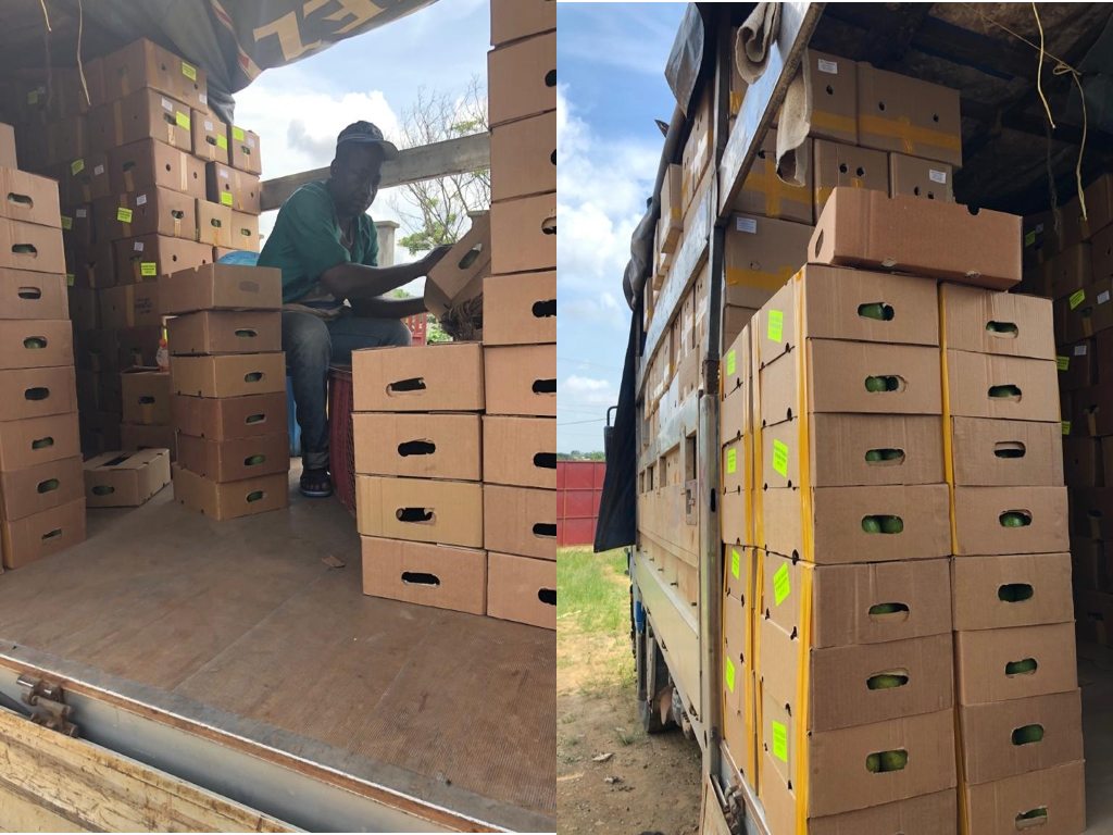 카메룬 Fresh Banana - %EC%A0%9C%EB%AA%A9_%EC%97%86%EC%9D%8C.png