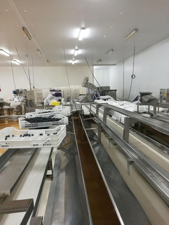 페루 Frozen Blueberry - fb_pic8.jpg