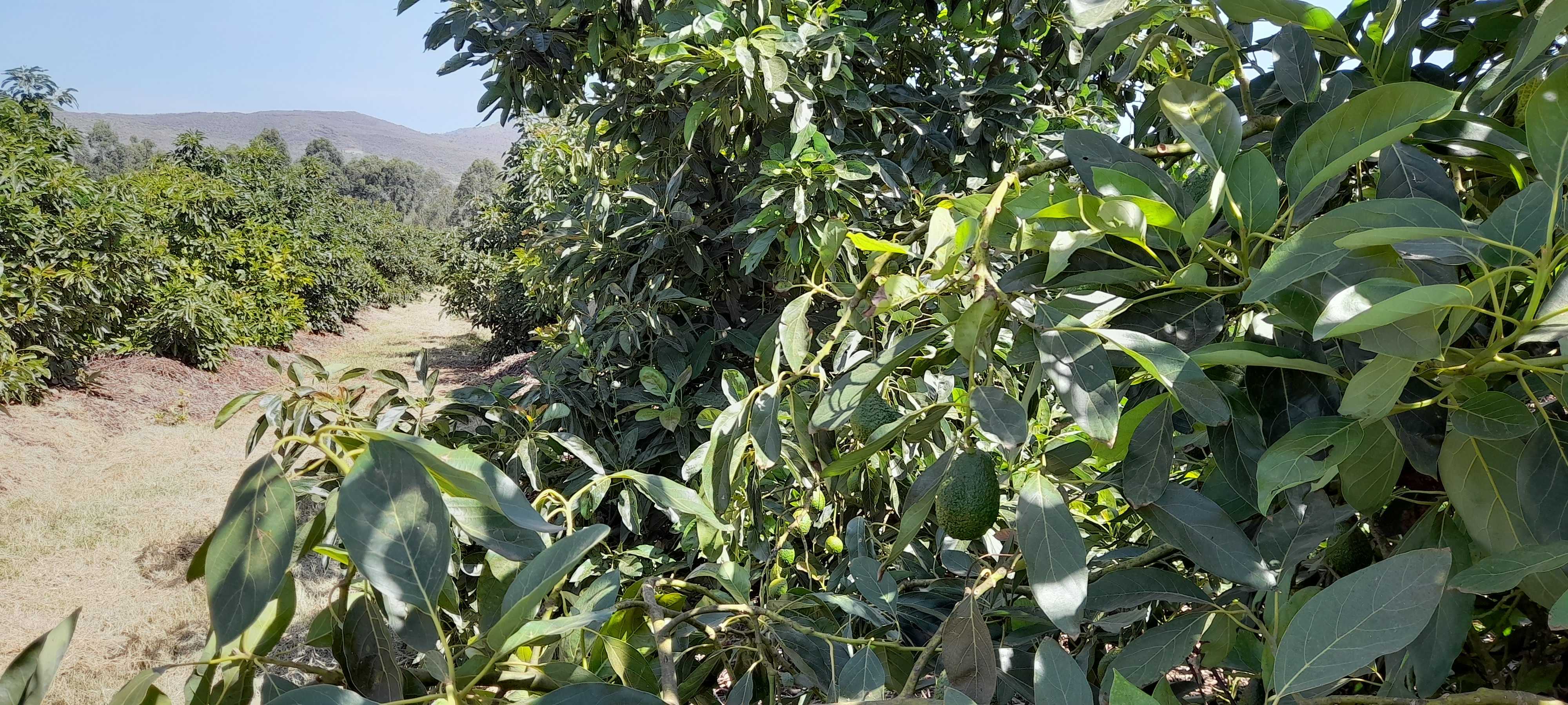 케냐 Fresh Avocado - 20220315_102656.jpg