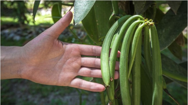 인도네시아 Vanilla - %ED%99%94%EB%A9%B4_%EC%BA%A1%EC%B2%98_2021-11-26_115129.jpg